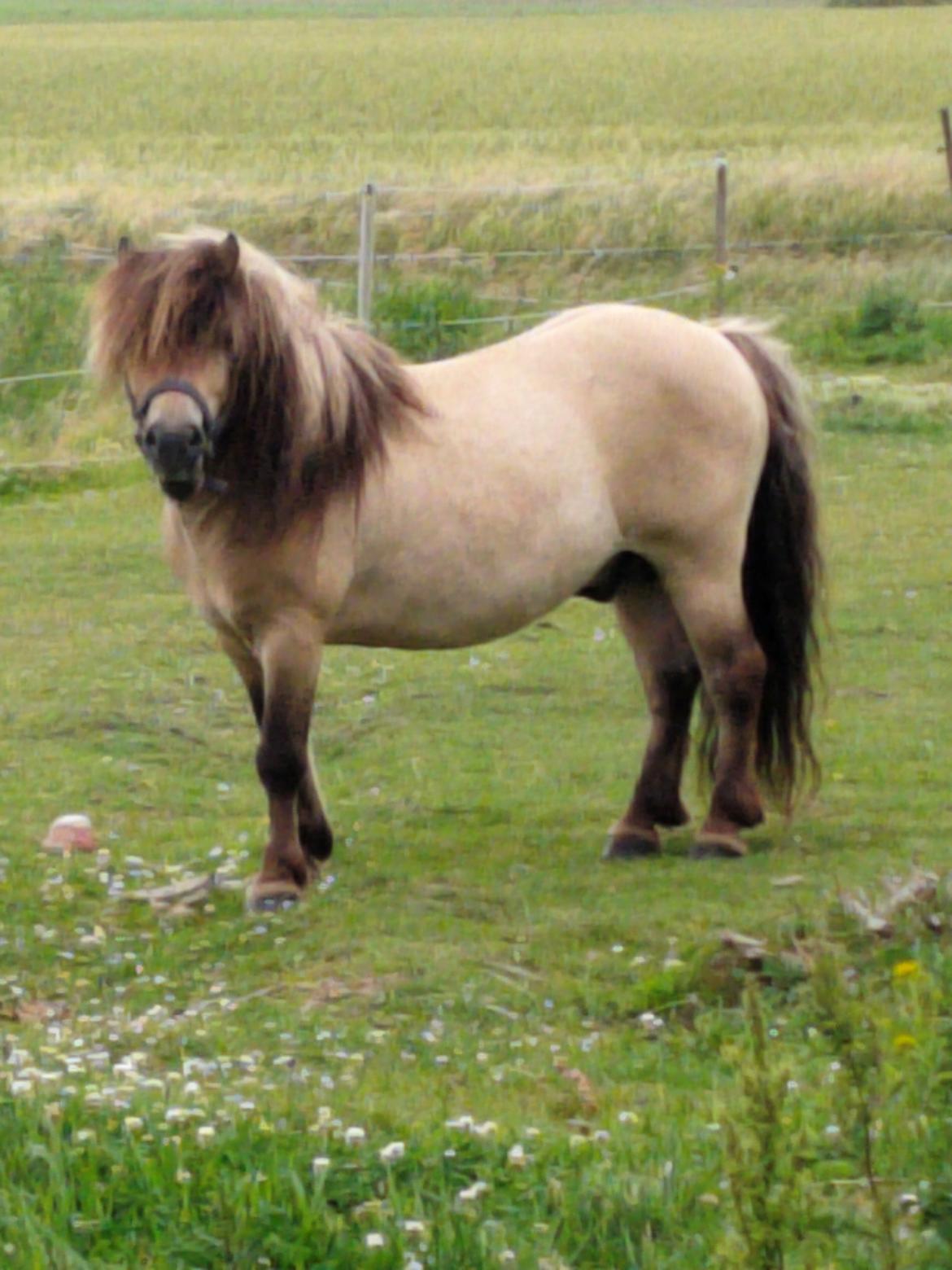 Shetlænder Winthers Logan SH 804 billede 2