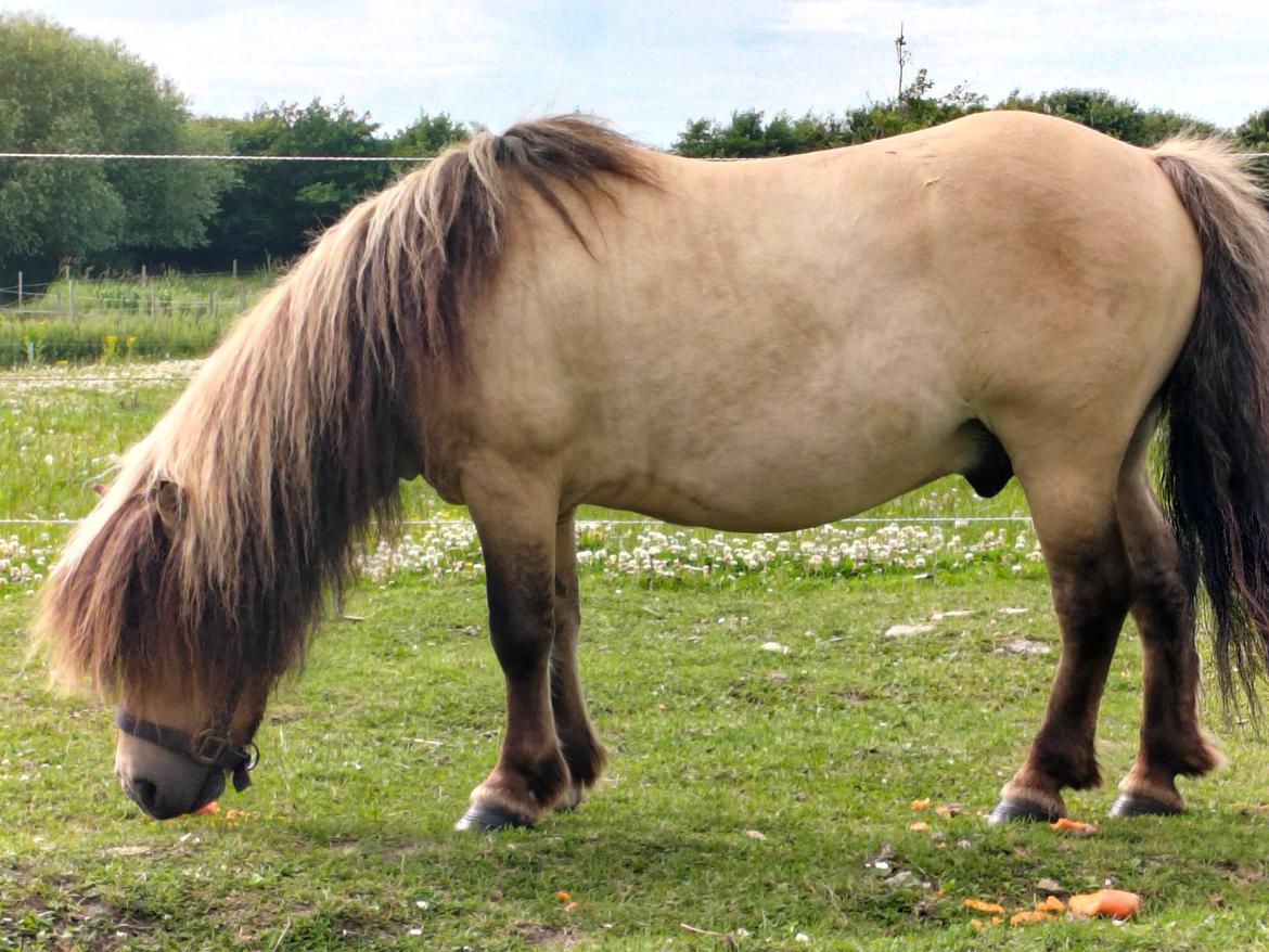 Shetlænder Winthers Logan SH 804 billede 4