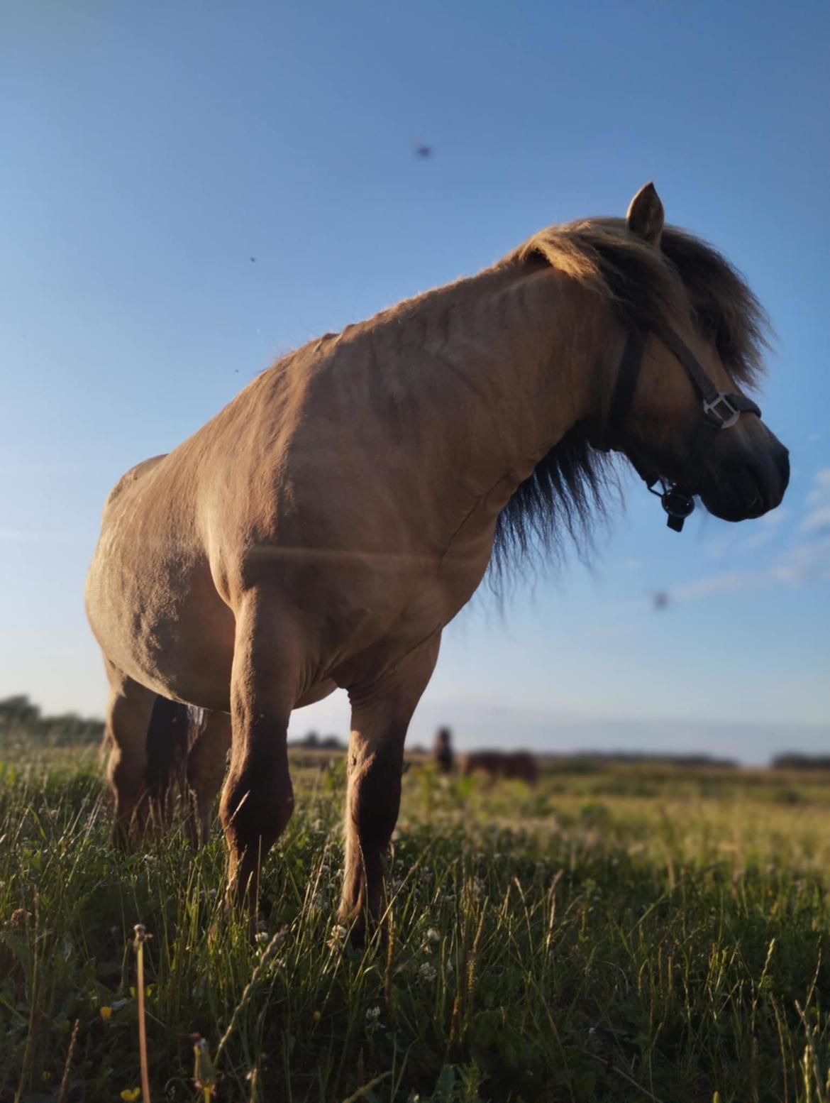 Shetlænder Winthers Logan SH 804 billede 5