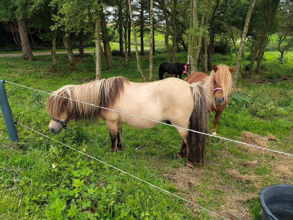 Shetlænder Winthers Logan SH 804 billede 6