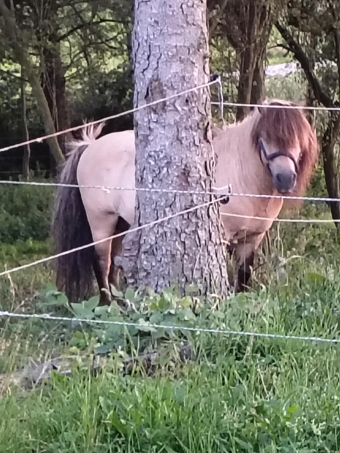 Shetlænder Winthers Logan SH 804 billede 7