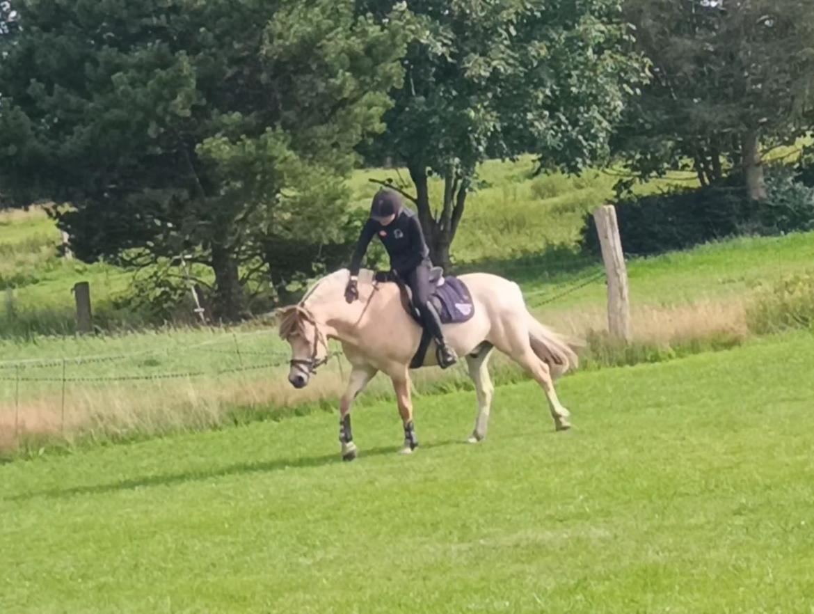 Fjordhest Lille Gilhøjs Alfred - Dygtig pony billede 42