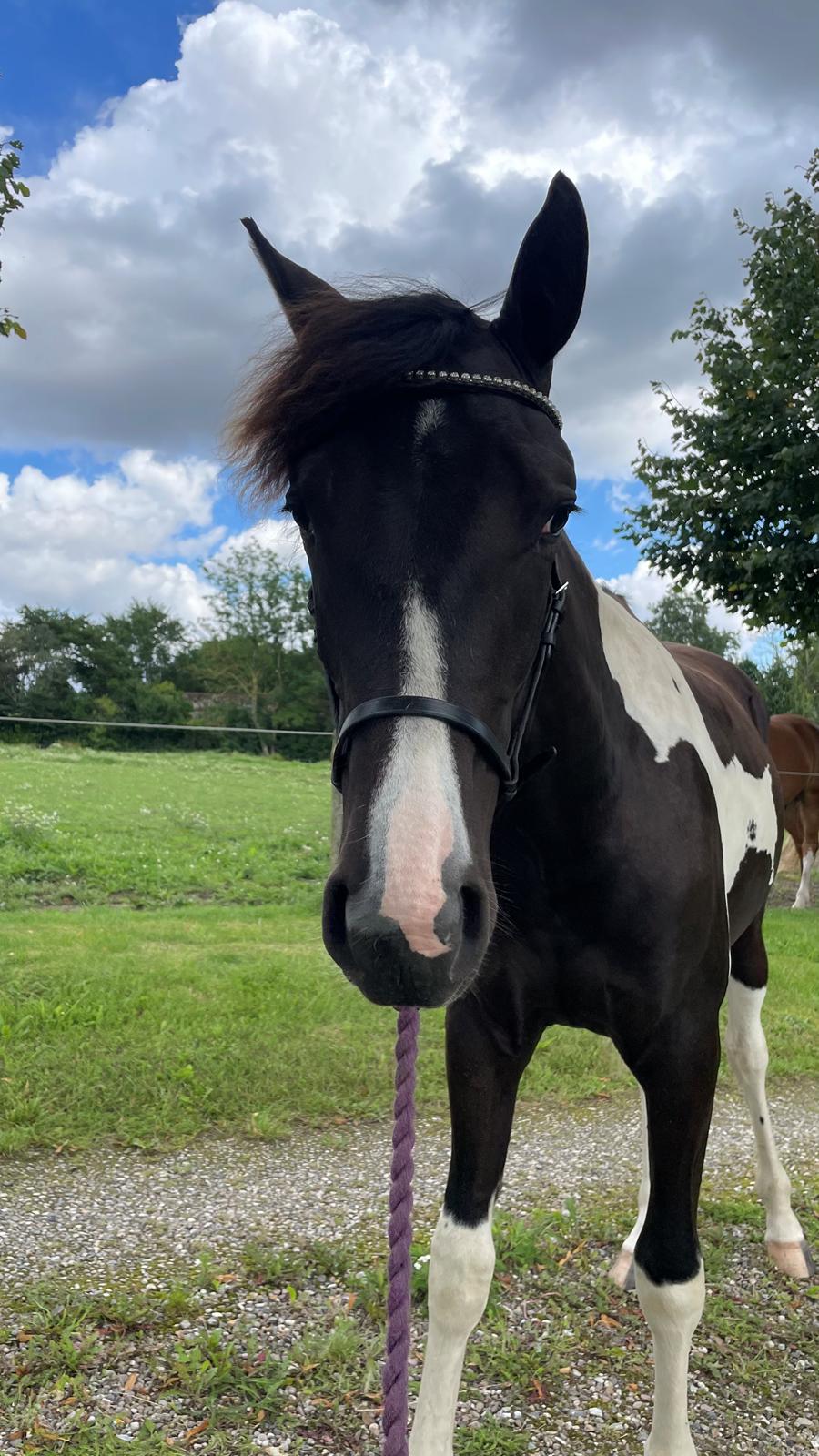 Pinto Hindbærgårdens Ashmore (Divle) billede 36