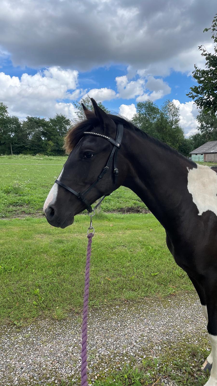 Pinto Hindbærgårdens Ashmore (Divle) billede 35