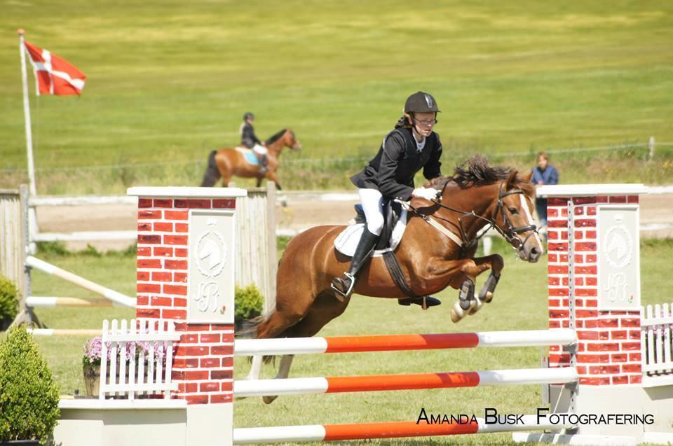 New Forest Spangbo's Malta - Red med en brækket finger og vandt billede 21