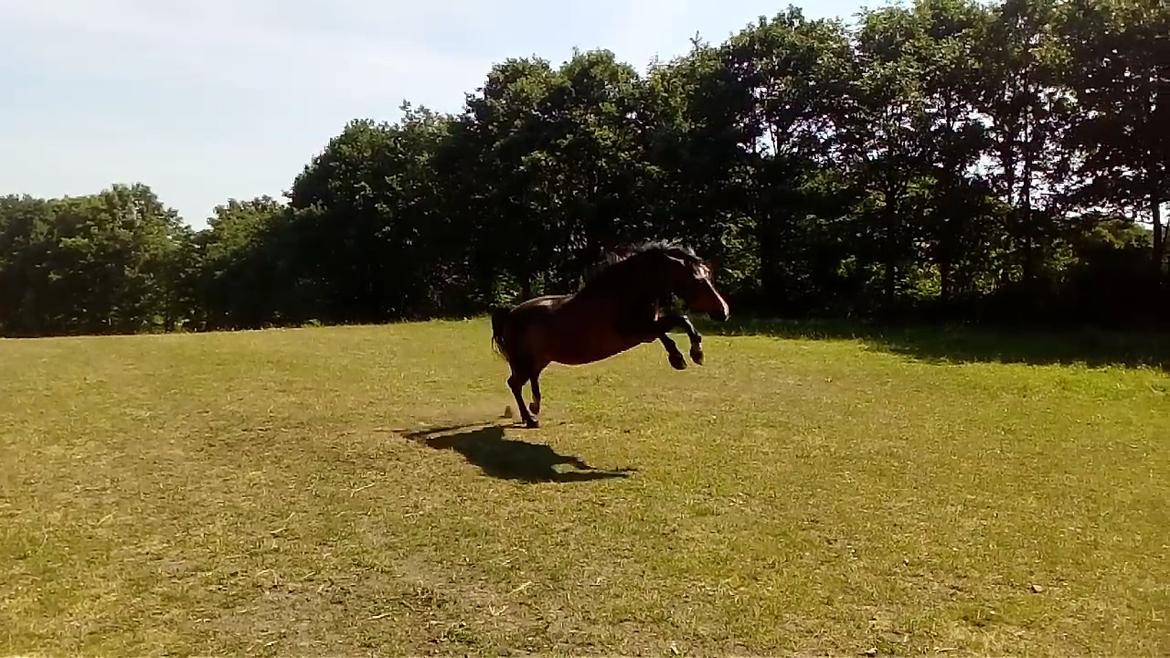 Anden særlig race Solbakkens Lukas billede 21