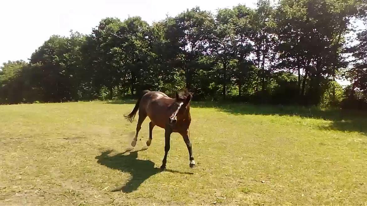 Anden særlig race Solbakkens Lukas billede 22