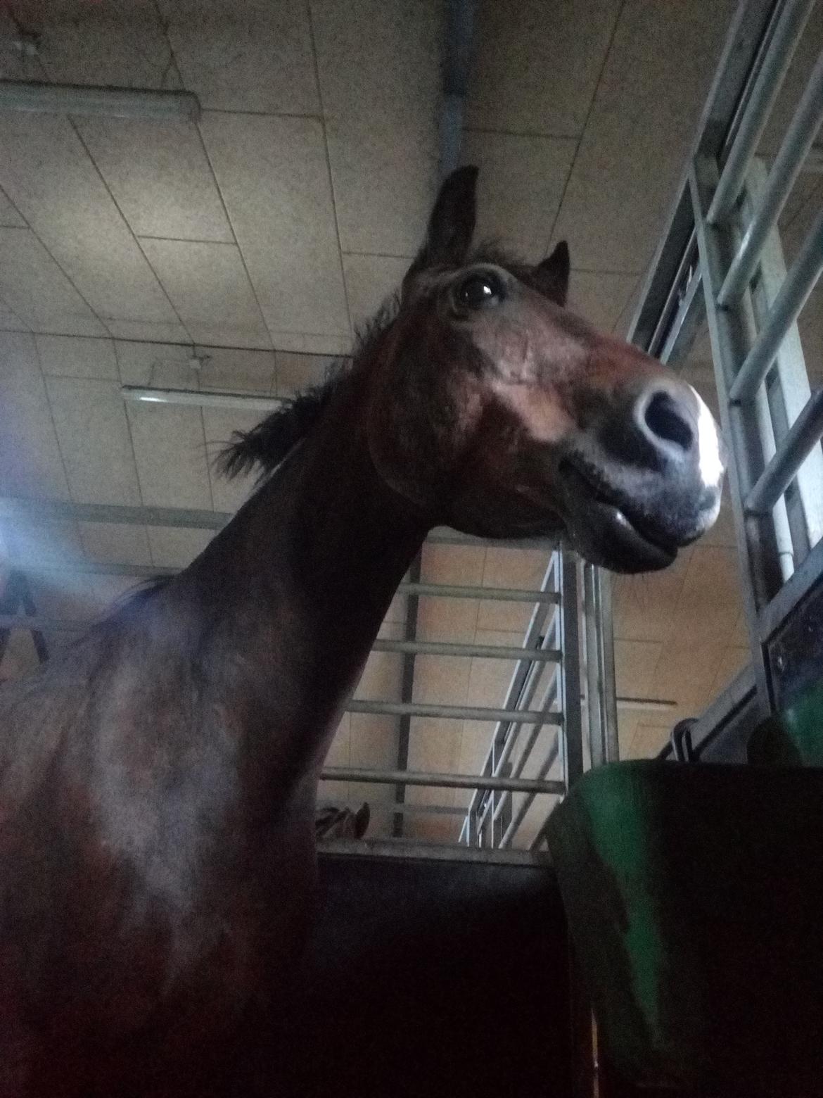 Anden særlig race Solbakkens Lukas billede 23