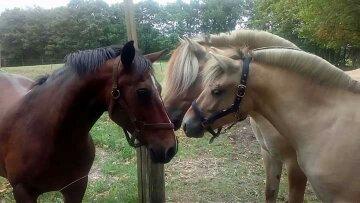 Anden særlig race Solbakkens Lukas billede 24