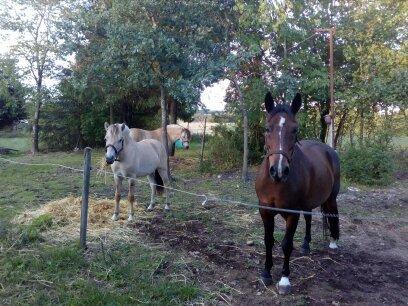 Anden særlig race Solbakkens Lukas billede 25
