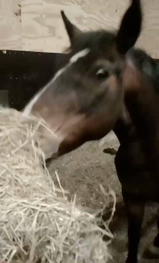 Anden særlig race Solbakkens Lukas billede 26