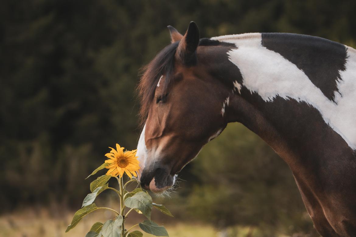 Anden særlig race Sir Louis of Gundelach billede 3