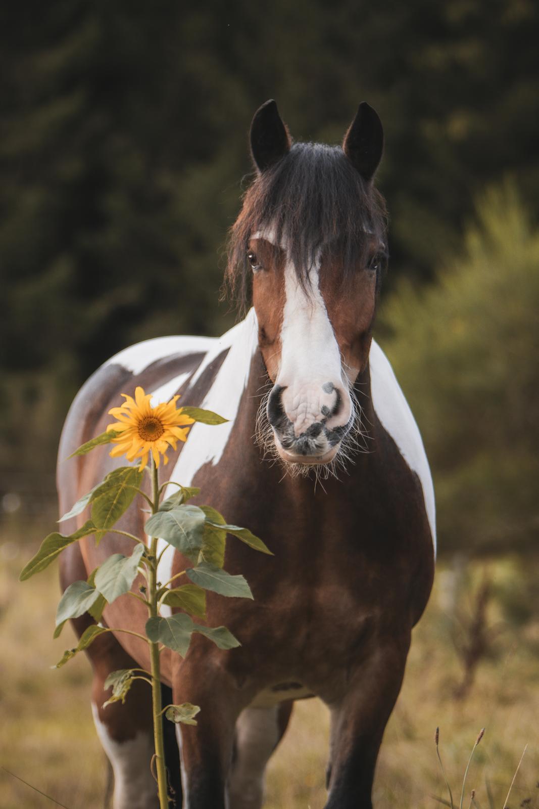 Anden særlig race Sir Louis of Gundelach billede 21