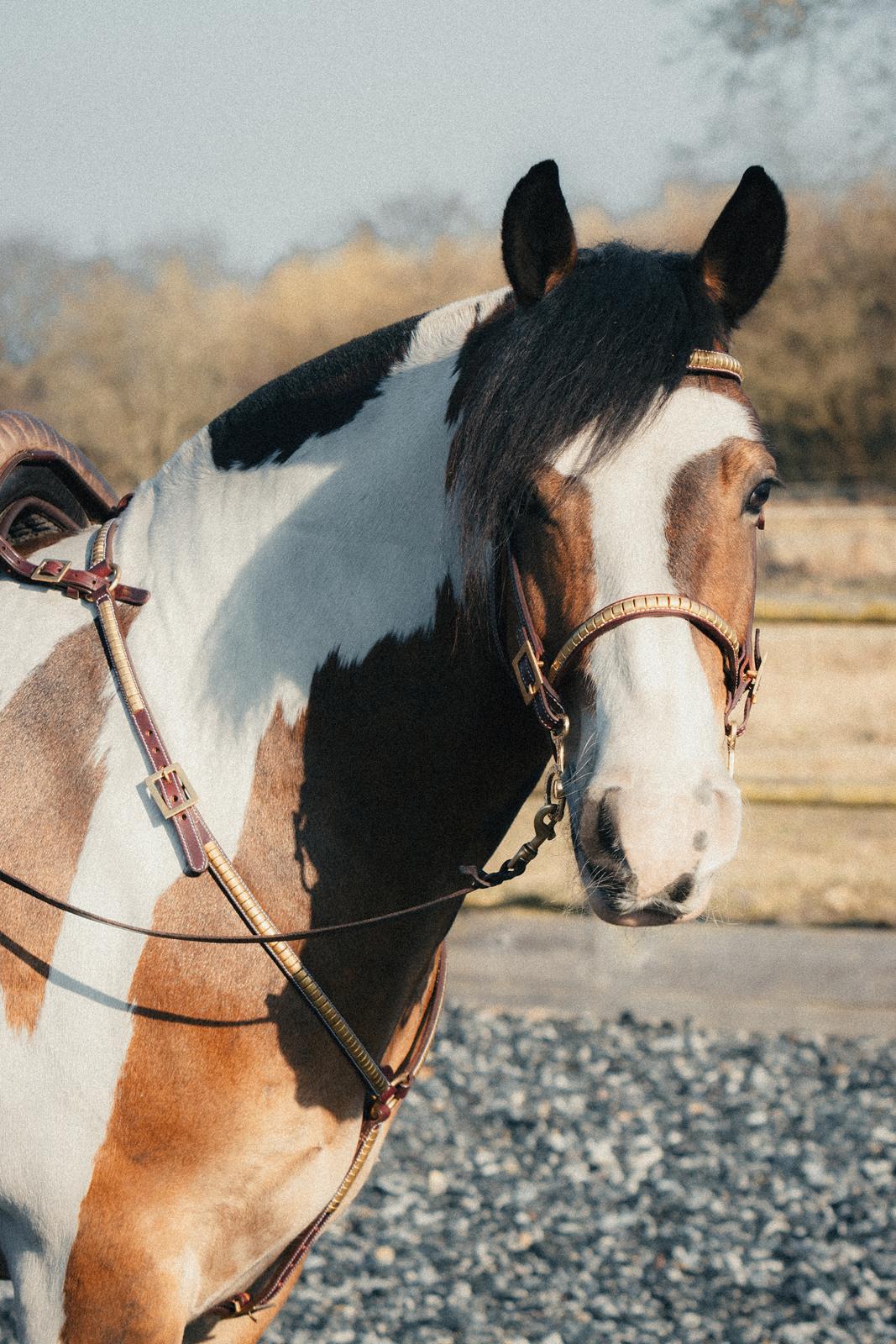 Anden særlig race Sir Louis of Gundelach billede 23