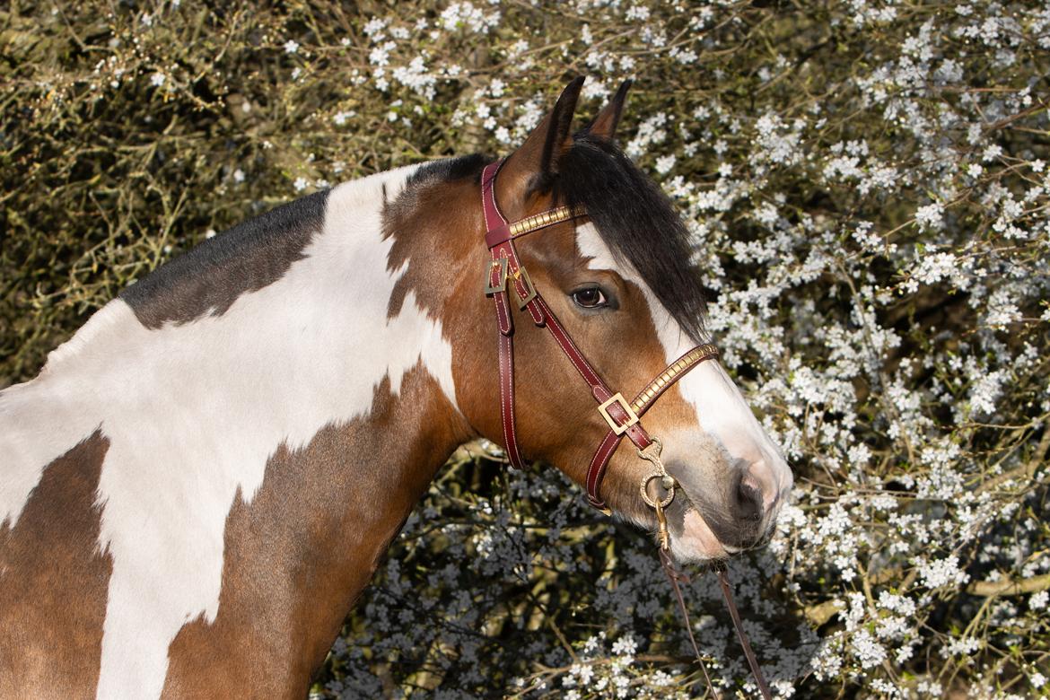Anden særlig race Sir Louis of Gundelach billede 24