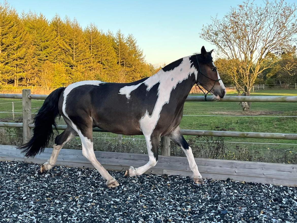 Anden særlig race Sir Louis of Gundelach billede 25
