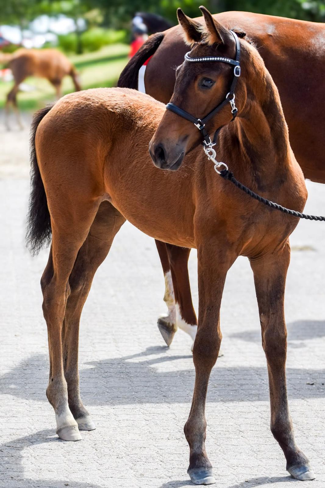 Dansk Varmblod Sølvgårdens Valera - Følskue 27. juli 2025 billede 2
