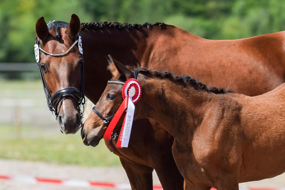 Dansk Varmblod Sølvgårdens Valera - Følskue 27. juli 2025 billede 1