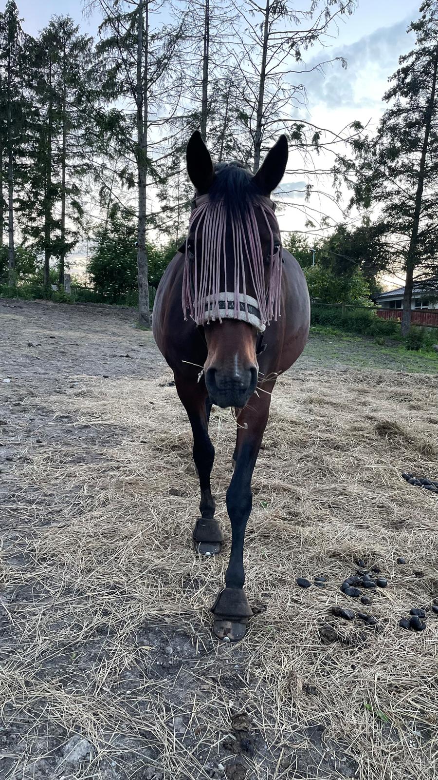 Anden særlig race - Donna billede 28