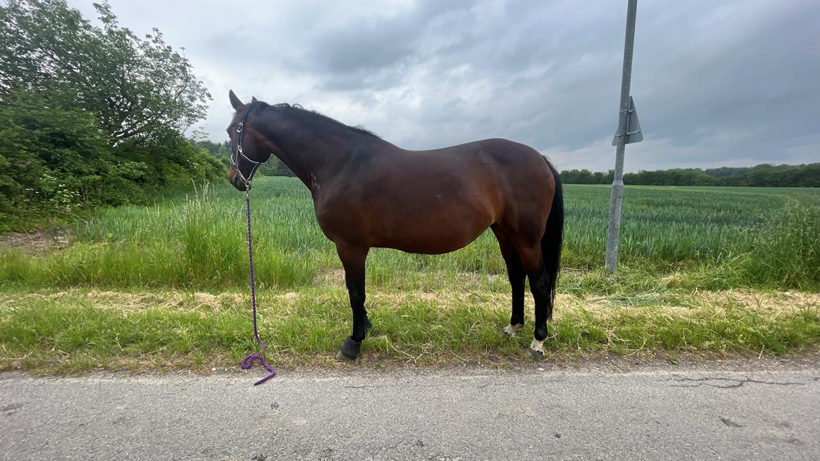 Anden særlig race - Donna billede 29