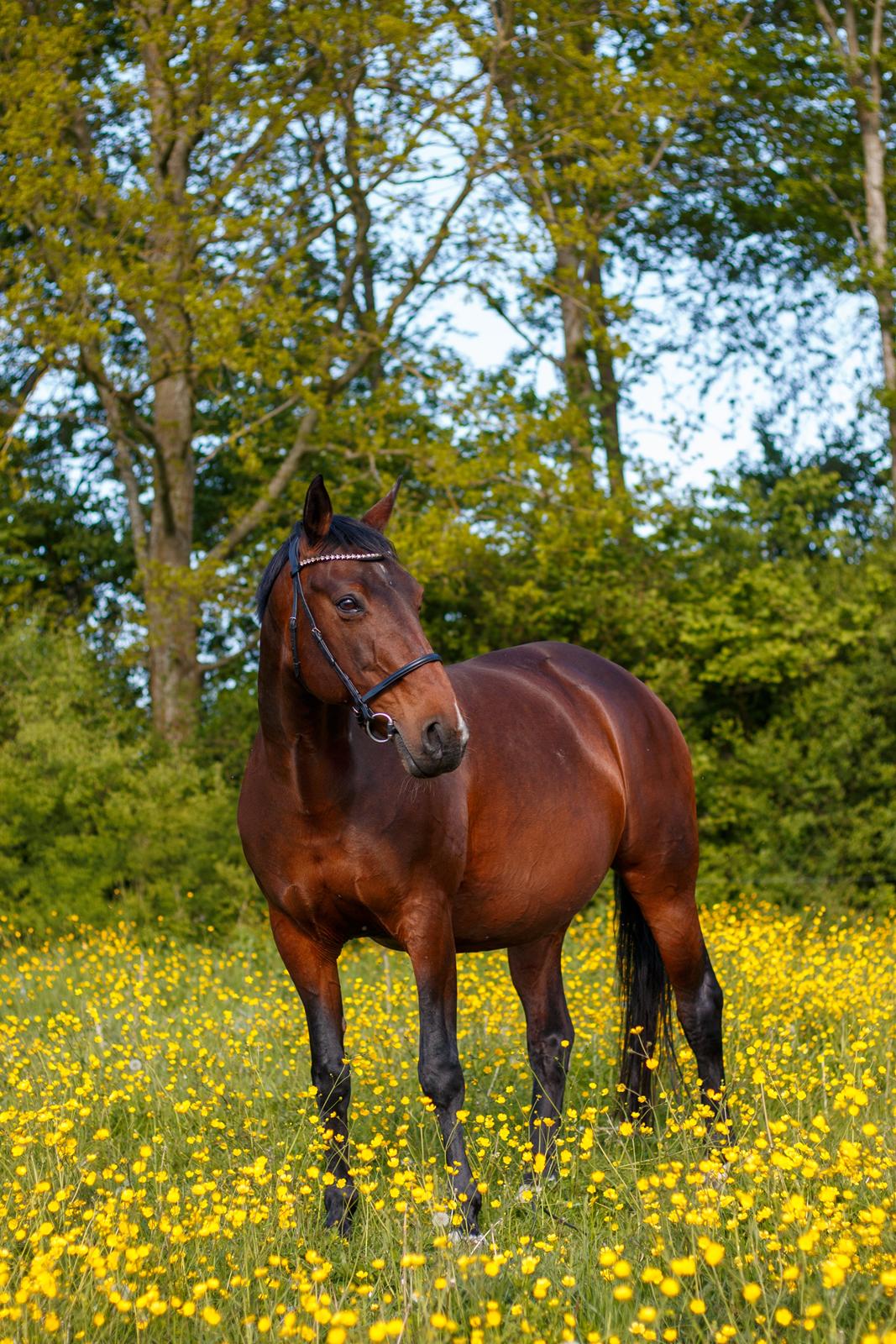 Anden særlig race - Donna billede 31