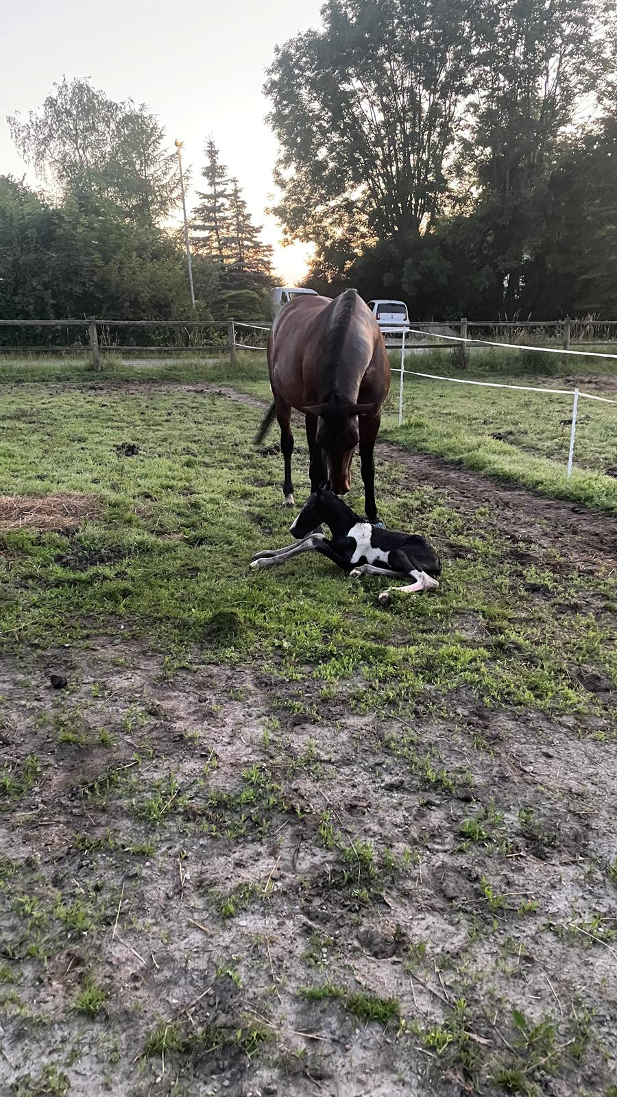 Anden særlig race - Donna billede 32