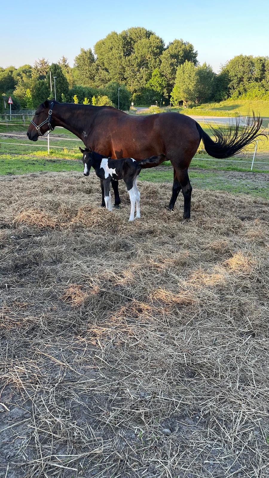 Anden særlig race - Donna billede 33