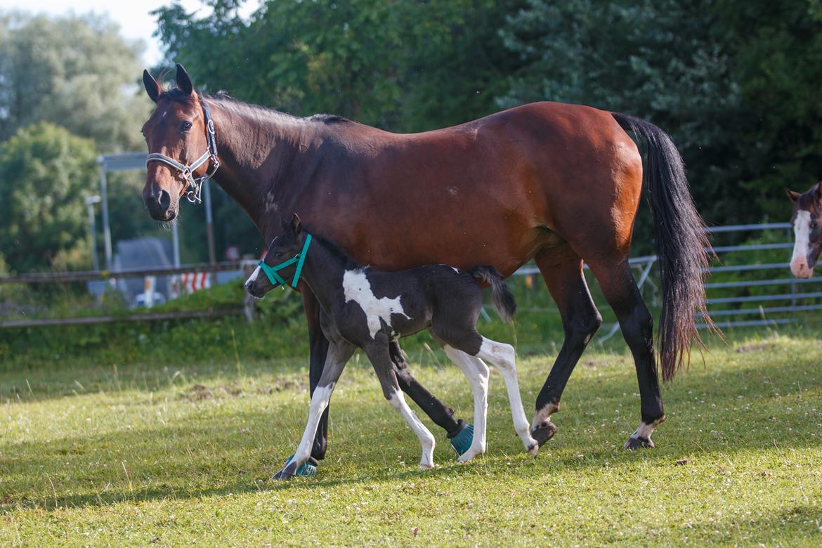 Anden særlig race - Donna billede 35