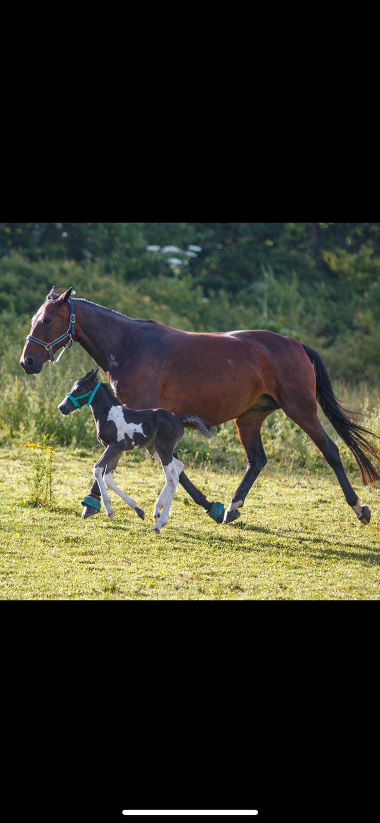 Anden særlig race - Donna billede 37