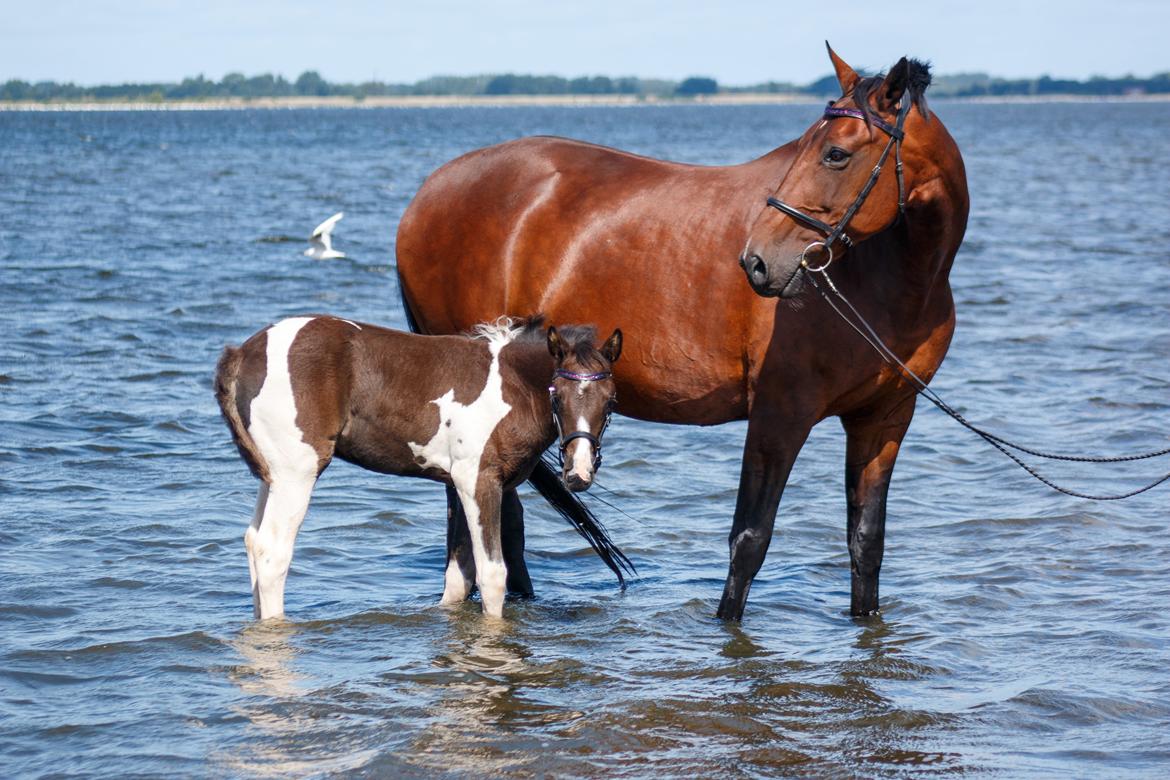 Anden særlig race - Donna billede 38