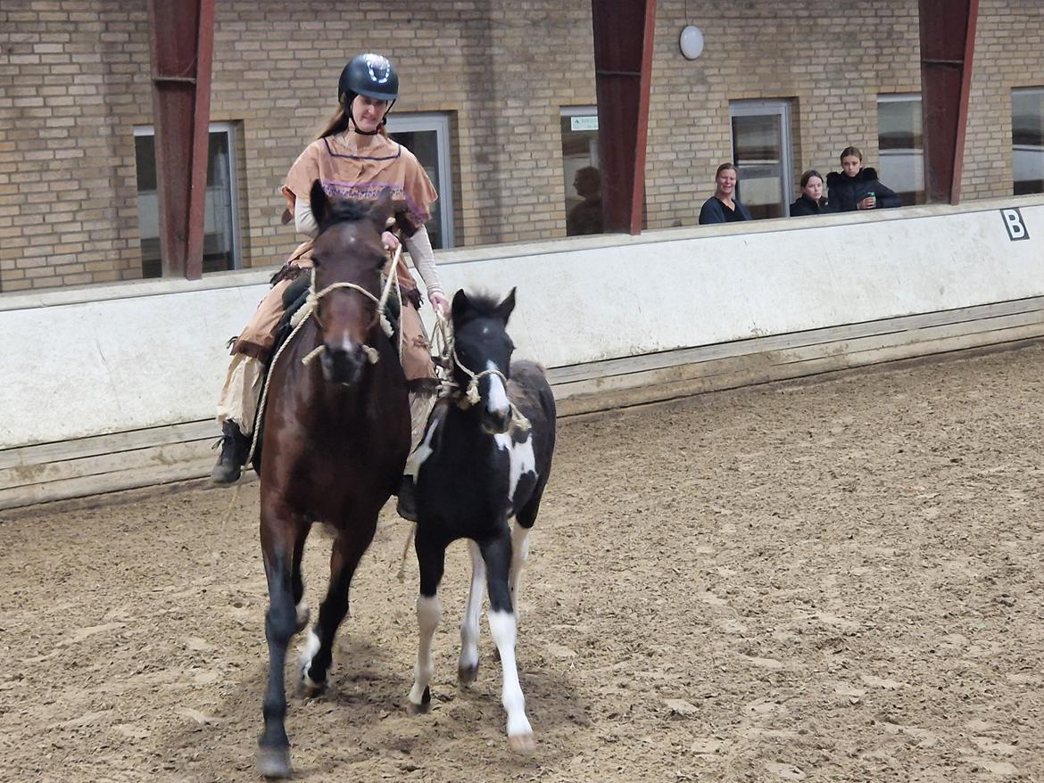 Anden særlig race - Donna billede 40