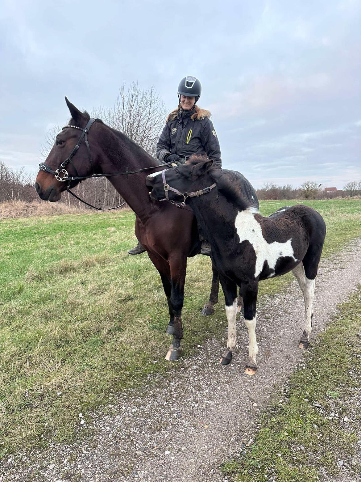 Anden særlig race - Donna billede 41