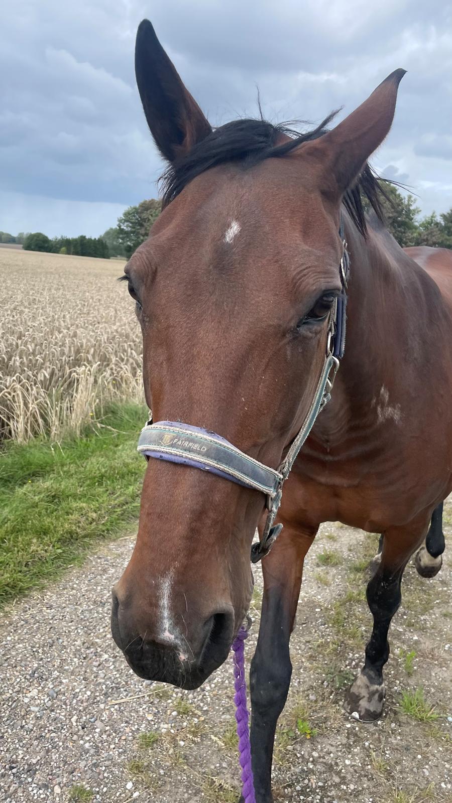 Anden særlig race - Donna billede 43
