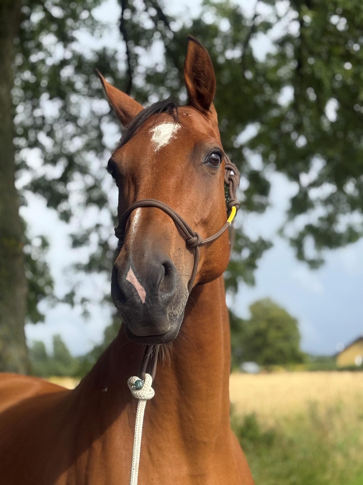Dansk Varmblod Højgaardens valentina billede 1