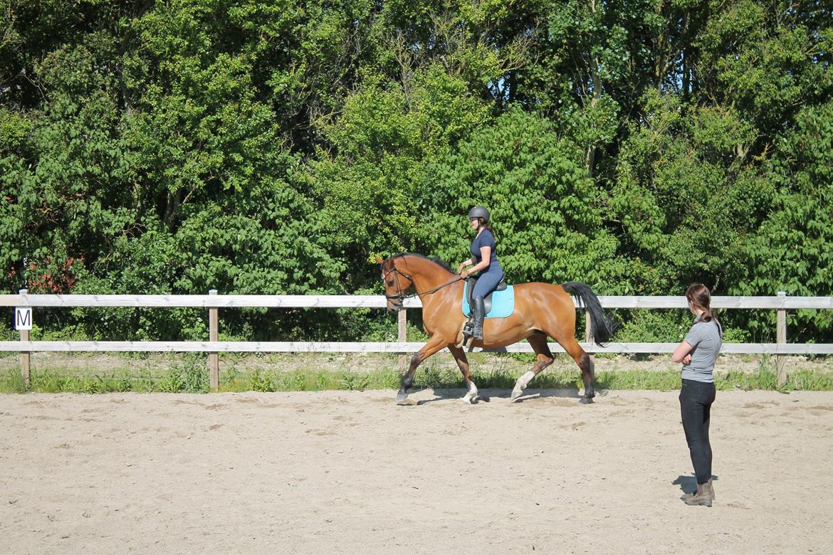 Dansk Varmblod Højgaardens valentina billede 2