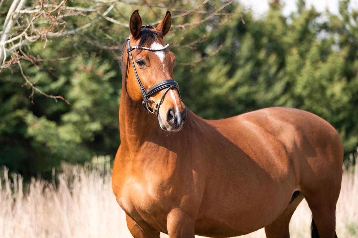 Dansk Varmblod Højgaardens valentina billede 3