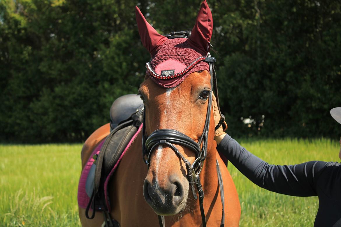 Dansk Varmblod Højgaardens valentina billede 4