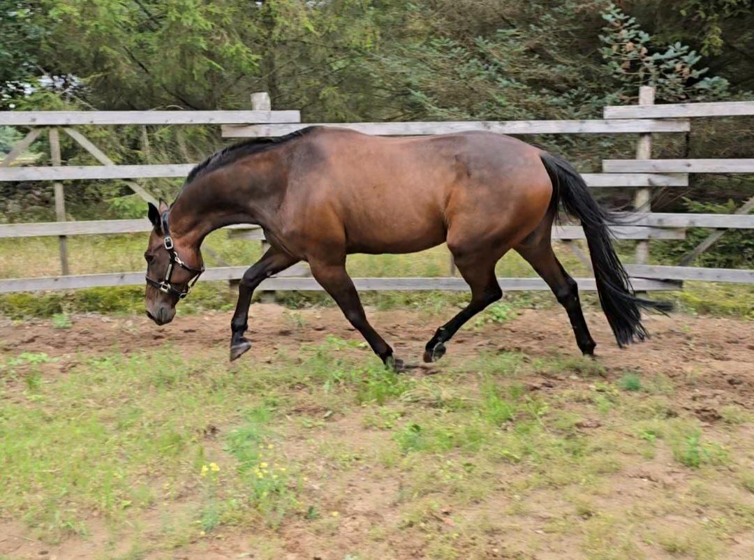 Traver Babymoney (Tidligere lånehest, himmelhest) billede 1