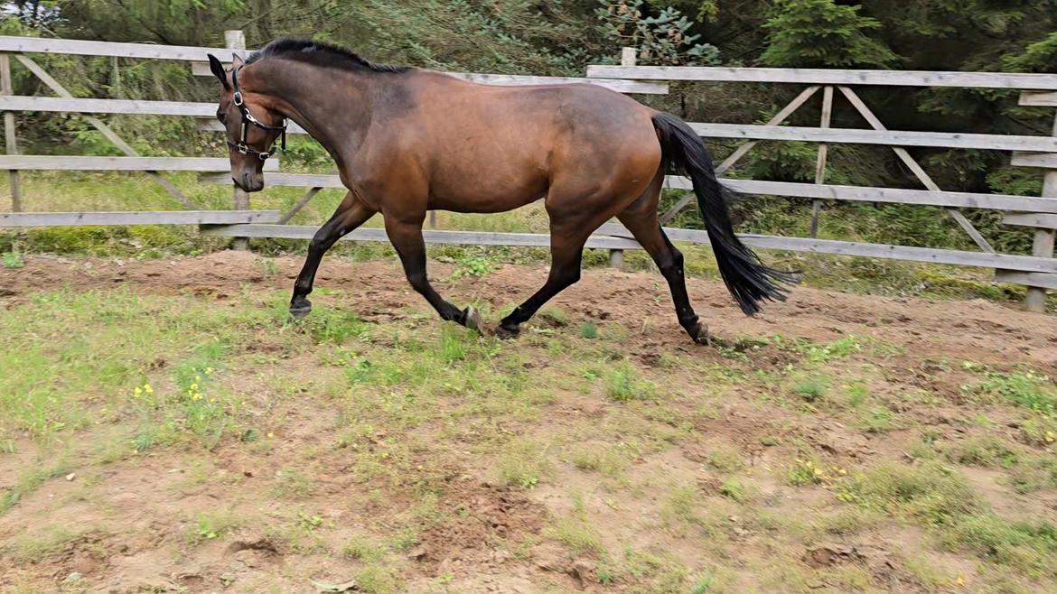 Traver Babymoney (Tidligere lånehest, himmelhest) billede 2