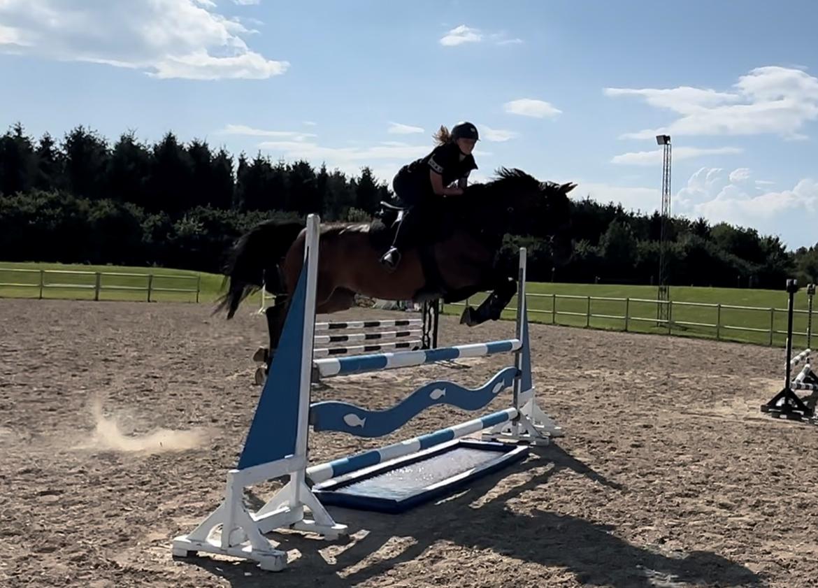 Dansk Varmblod Quiana billede 24