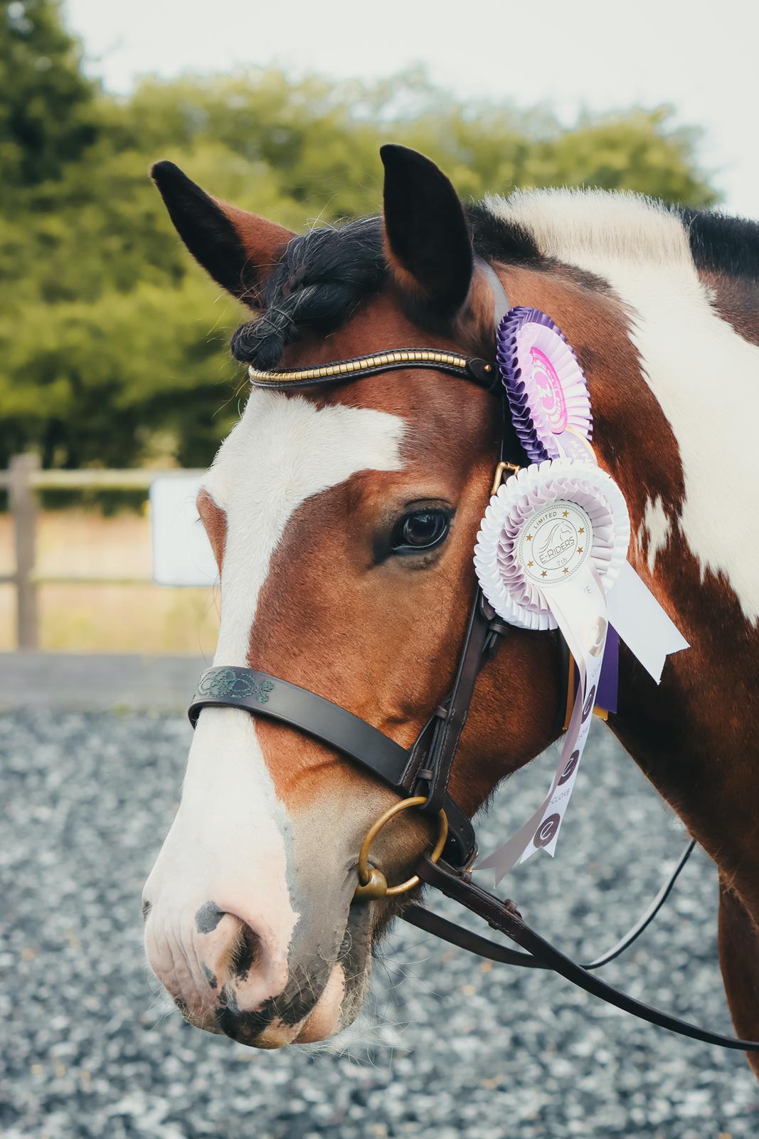 Anden særlig race Sir Louis of Gundelach billede 26