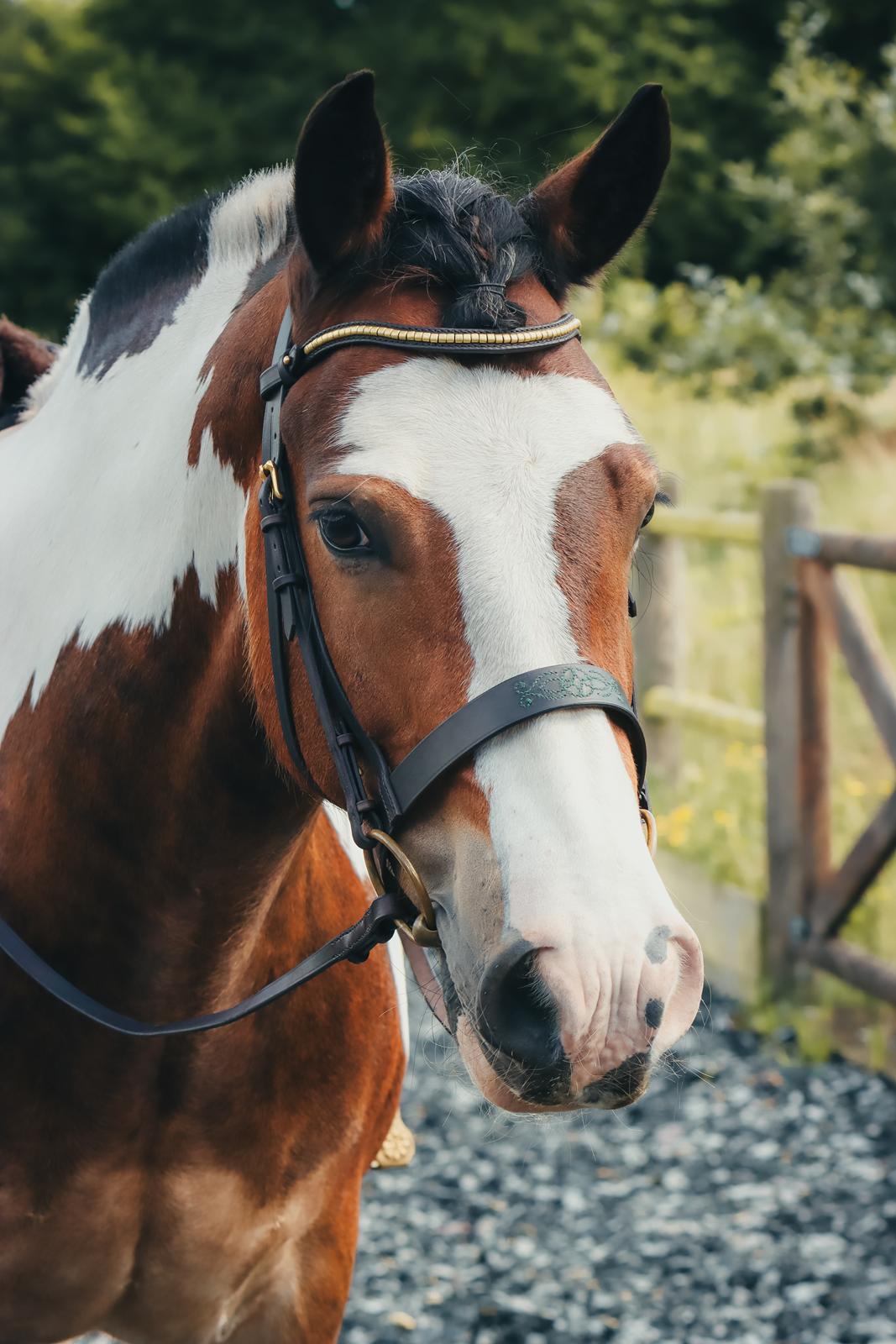 Anden særlig race Sir Louis of Gundelach billede 27