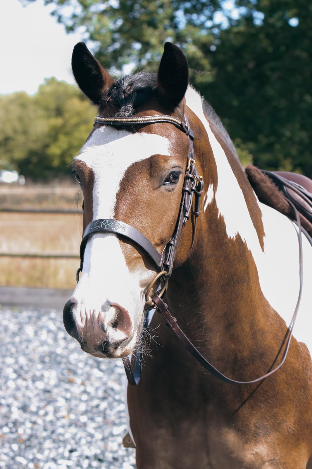 Anden særlig race Sir Louis of Gundelach billede 28