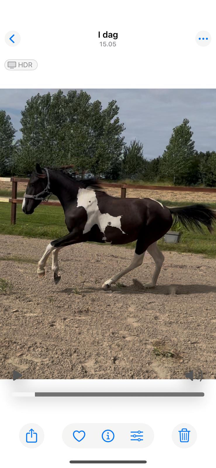 Pinto Hindbærgårdens Ashmore (Divle) billede 37