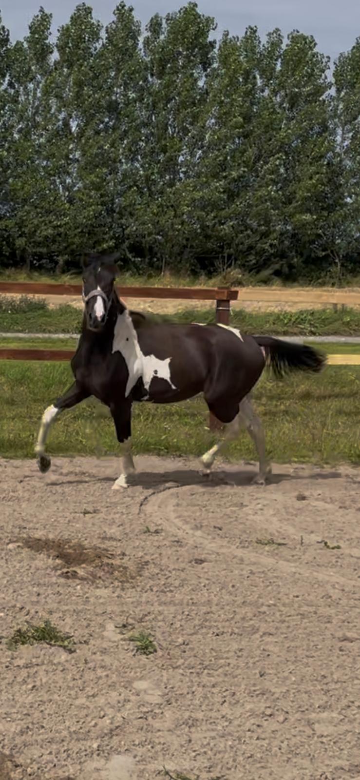 Pinto Hindbærgårdens Ashmore (Divle) billede 38