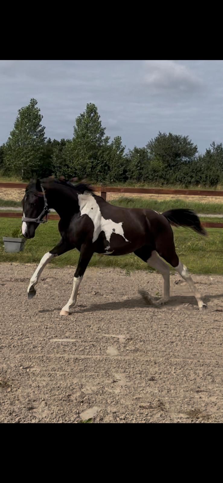 Pinto Hindbærgårdens Ashmore (Divle) billede 39