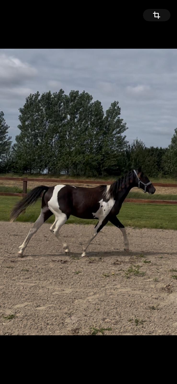 Pinto Hindbærgårdens Ashmore (Divle) billede 40