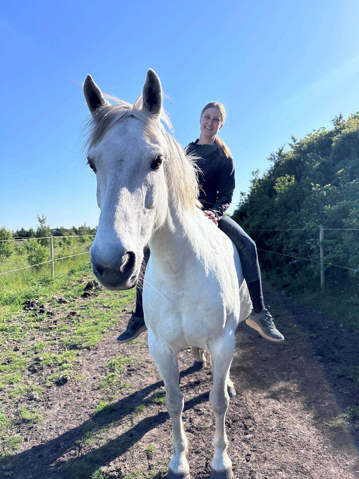 Dansk Varmblod Bl. - Hindbærgården's Milan billede 21
