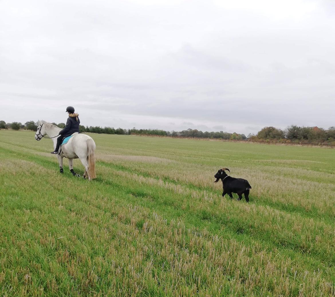 Dansk Varmblod Bl. - Hindbærgården's Milan billede 22