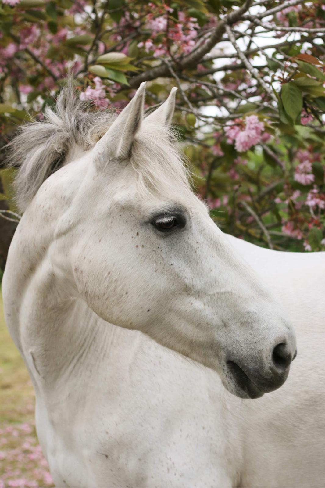 Dansk Varmblod Bl. - Hindbærgården's Milan billede 24